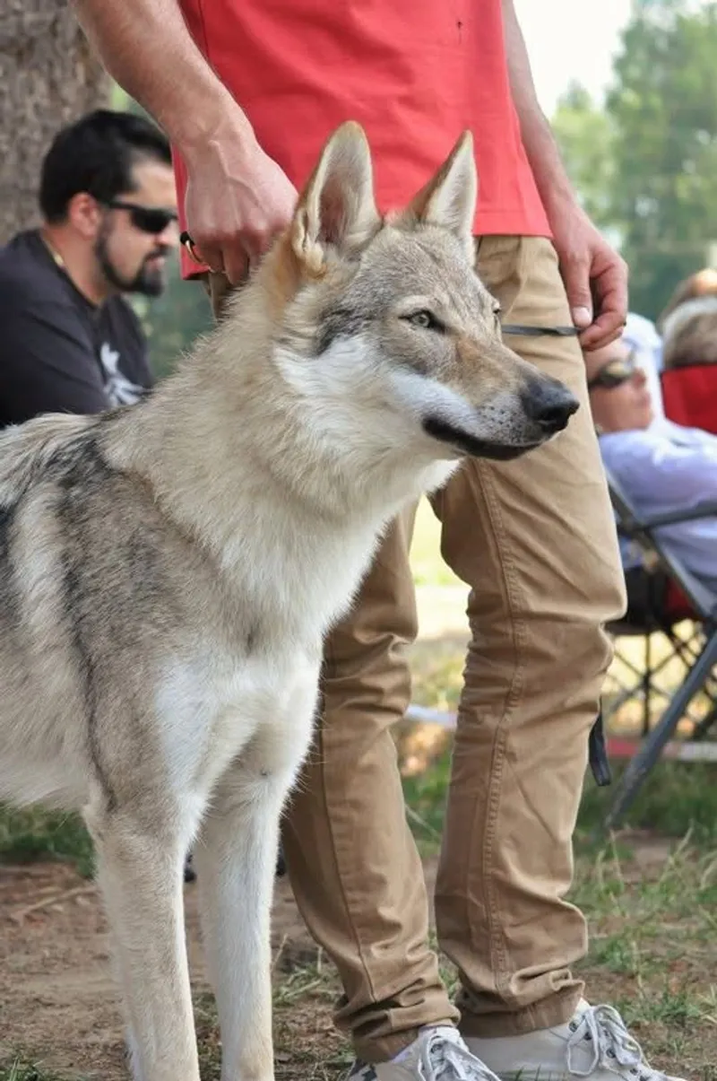 Galleria di Diana Amarcord- Cane Lupo Cecoslovacco