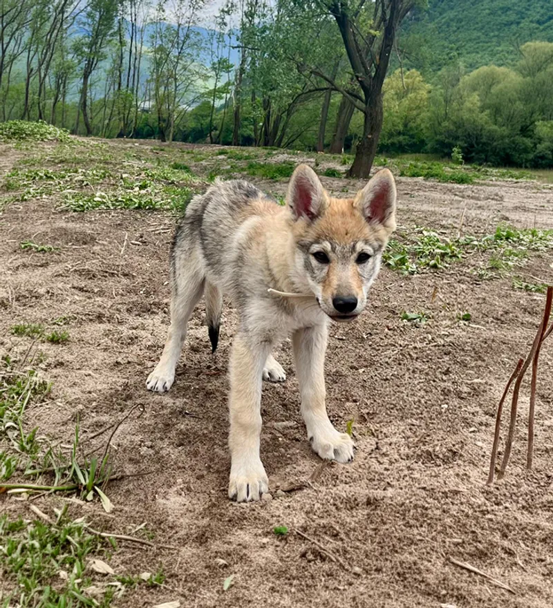 Foto profilo di ${cane.pedigree_name} - Cane Lupo Cecoslovacco