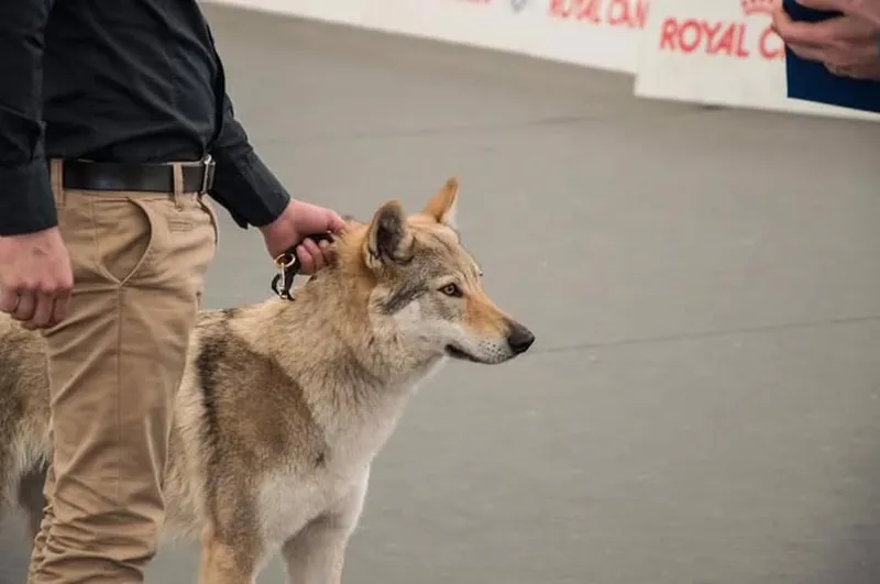 Galleria di Diana Amarcord- Cane Lupo Cecoslovacco