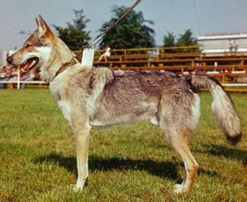 Cane Lupo Cecoslovacco
