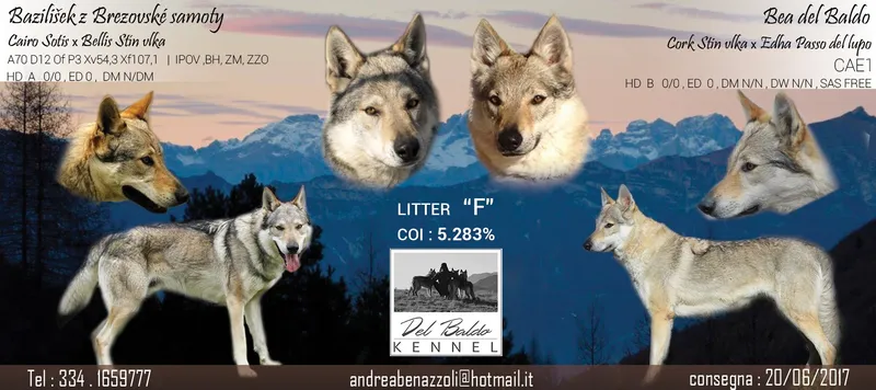 Cucciolata undefined: Bazilišek z Březovské samoty x BEA - Allevamento Lupi del Baldo