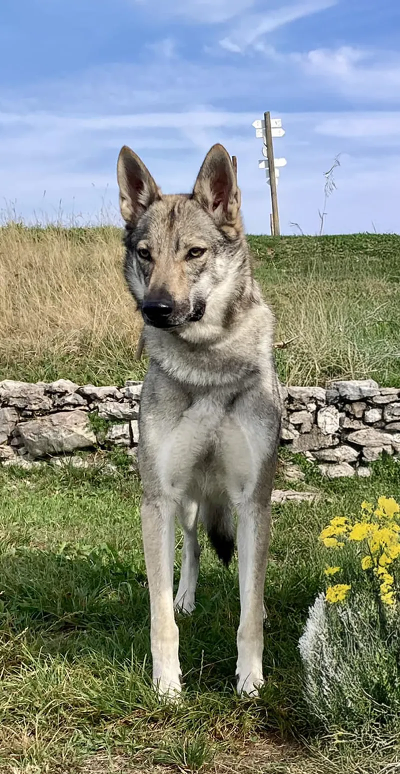 Foto profilo di ${cane.pedigree_name} - Cane Lupo Cecoslovacco