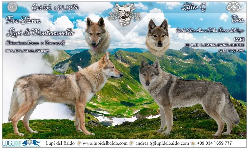 Cucciolata undefined: FIRE STORM LUPI DI MONTEMORELLO x BEA - Allevamento Lupi del Baldo