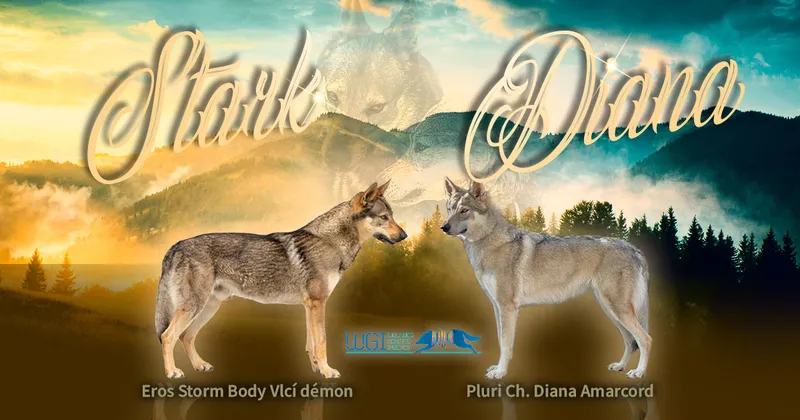 Cucciolata undefined: Eros Storm Body Vlčí démon x DIANA AMARCORD - Allevamento Lupi del Baldo