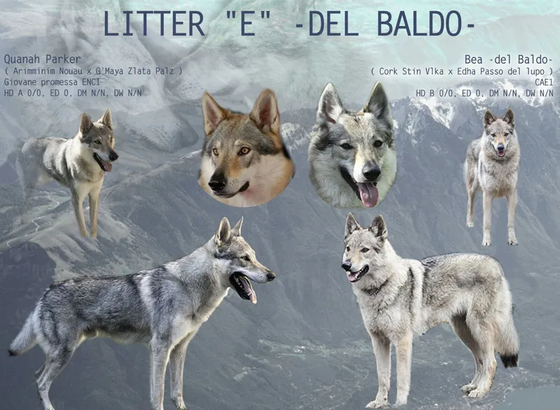 Cucciolata undefined: QUANAH PARKER x BEA  - Allevamento Lupi del Baldo