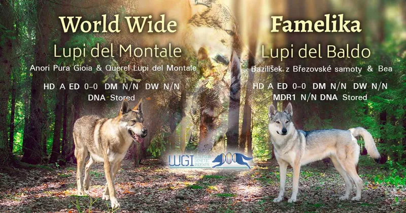Cucciolata undefined: WORLD WIDE LUPI DEL MONTALE x FAMELIKA LUPI DEL BALDO - Allevamento Lupi del Baldo