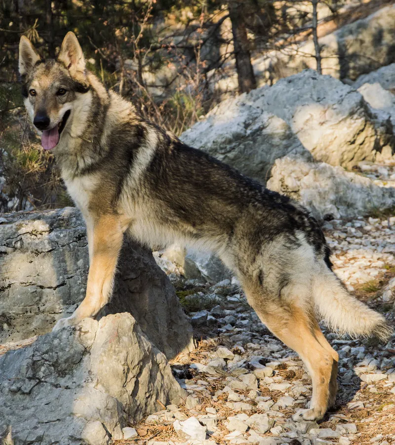 Foto profilo di ${cane.pedigree_name} - Cane Lupo Cecoslovacco
