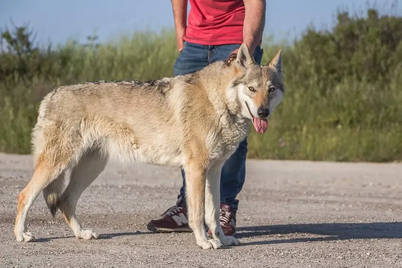 Galleria di Diana Amarcord- Cane Lupo Cecoslovacco