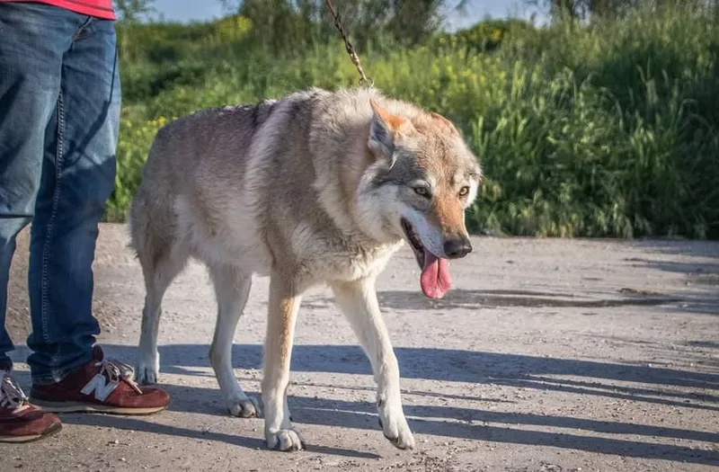 Galleria di Diana Amarcord- Cane Lupo Cecoslovacco