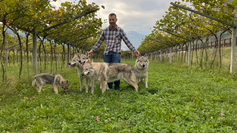 Il Branco di Lupi del Baldo: esemplari di Cane Lupo Cecoslovacco in Trentino
