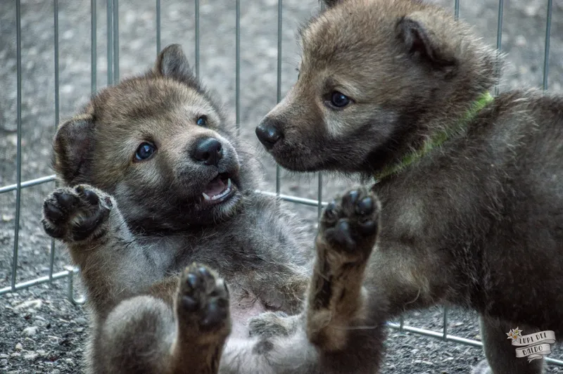 Cuccioli di Cane Lupo Cecoslovacco - Allevamento Lupi del Baldo